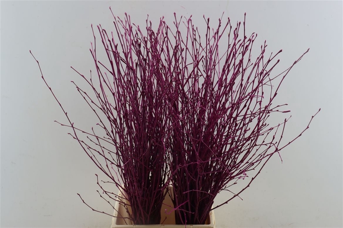 <h4>Berk 70cm Cerise Bunch</h4>