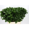 Ruscus Hypophyllum