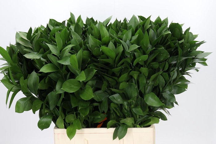 Ruscus Hypophyllum