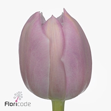 <h4>Tulipa do katinka</h4>