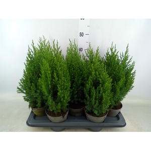 Juniperus chinensis 'Stricta'