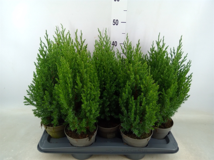 <h4>Juniperus chinensis 'Stricta'</h4>