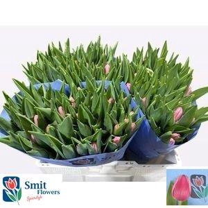 <h4>Tu En Tresor</h4>