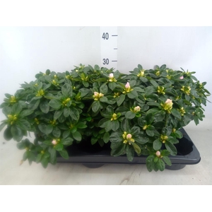 Rhododendron sim. 'Hulsten'