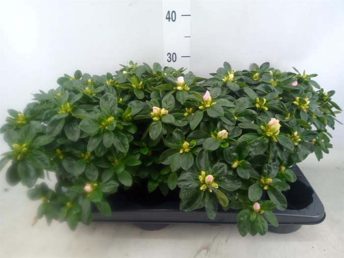 <h4>Rhododendron sim. 'Hulsten'</h4>