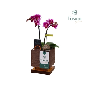 The Green Lighting Garden LED Small met Phalaenopsis