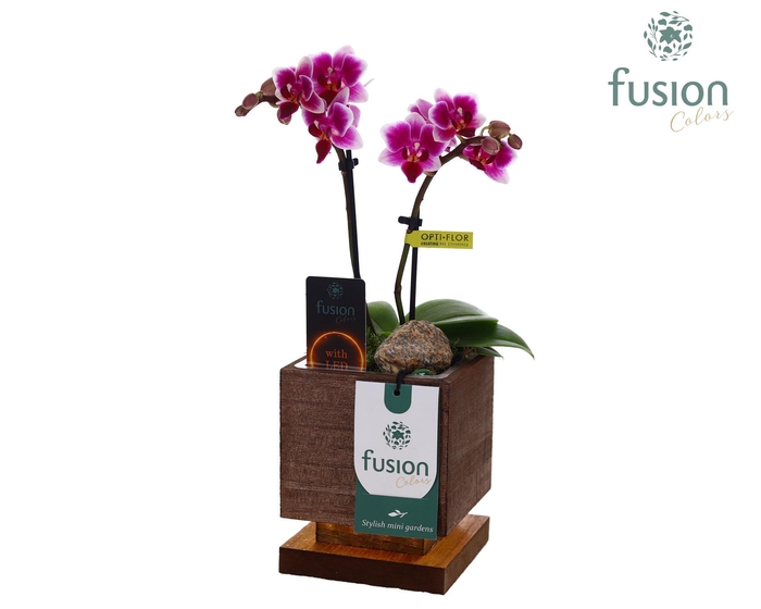 <h4>The Green Lighting Garden LED Small met Phalaenopsis</h4>