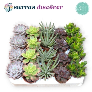 Succulent Mix P5.5