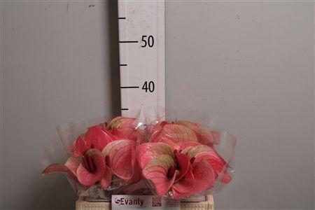 <h4>Anth A Summer Love 40 L35</h4>