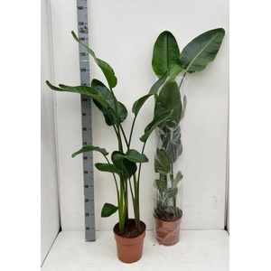 STRELITZIA NICOLAI