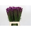 Liatris Spicata