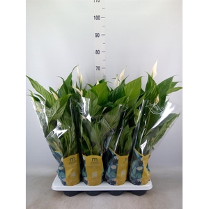 Spathiphyllum  'Sweet Benito'