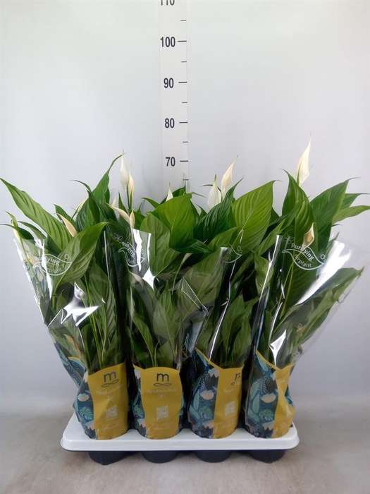 <h4>Spathiphyllum  'Sweet Benito'</h4>