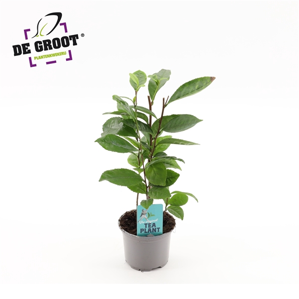 <h4>Camellia Sinensis (theeplant) (geen MPS A)</h4>