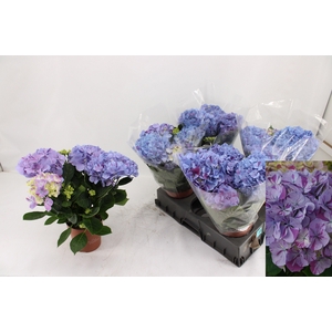 HYDR M SWEET CAMPINO