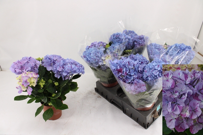 <h4>HYDR M SWEET CAMPINO</h4>