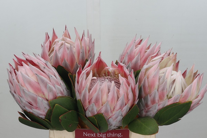 <h4>Protea Cynaroides Grande</h4>