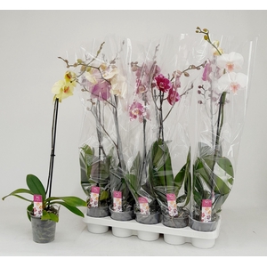 PHAL GEM