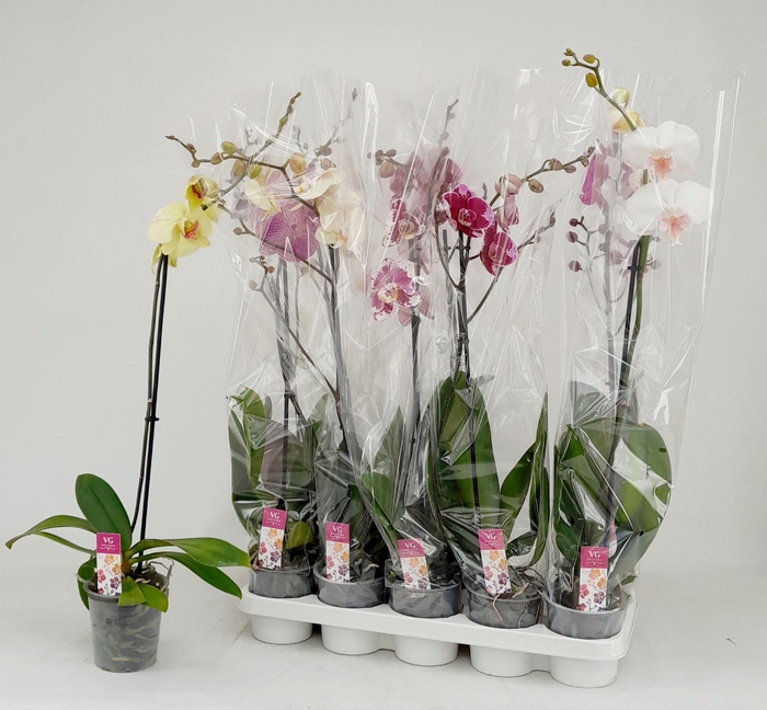 <h4>PHAL GEM</h4>