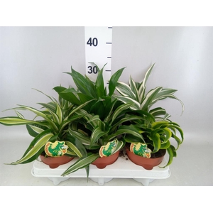 Dracaena   ...mix