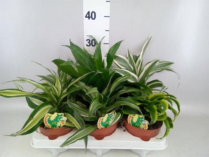 <h4>Dracaena ...mix</h4>