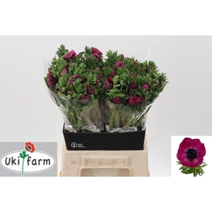 Anem Co Galil Purper