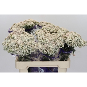 Ozothamnus Cooks Snow White