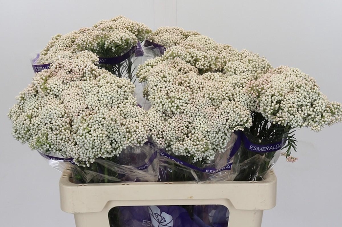 Ozothamnus Cooks Snow White