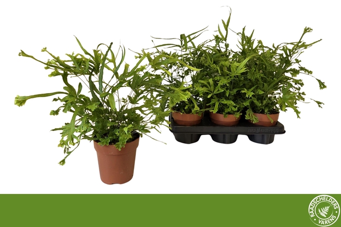 <h4>Pteris Roeweri</h4>