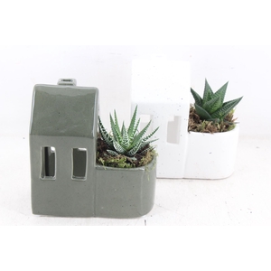 arr3 SN - Candle house green white