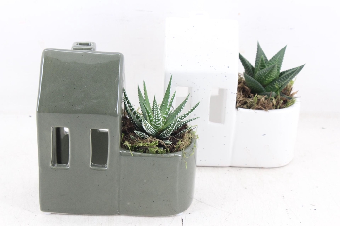 <h4>arr3 SN - Candle house green white</h4>