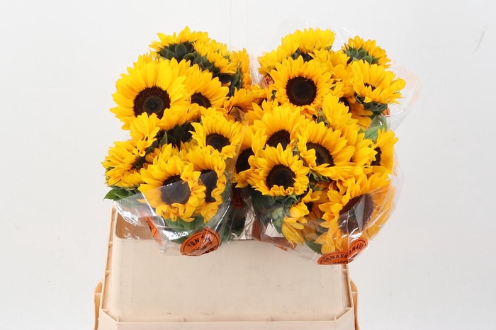 <h4>Heli Orange Fire</h4>