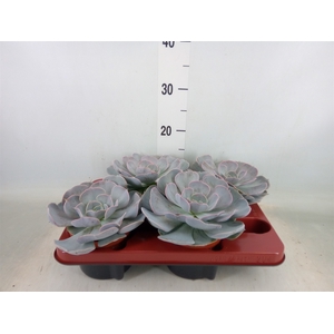 Echeveria  'Pollux'