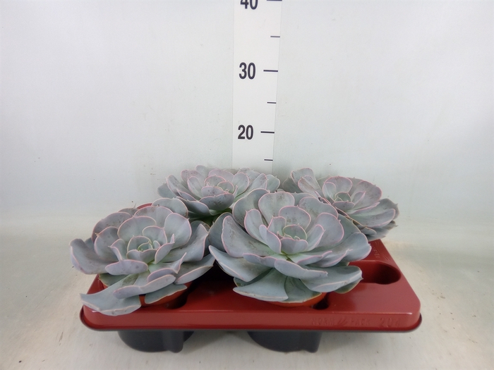 <h4>Echeveria  'Pollux'</h4>