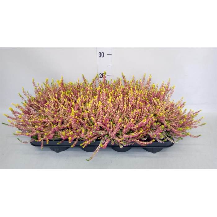 <h4>Calluna vulg. 'Garden G Gold Angie'</h4>