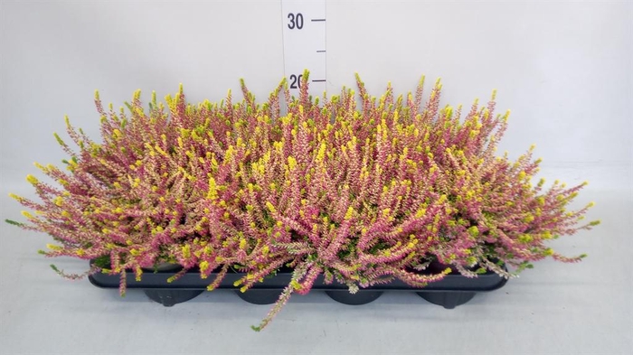 Calluna vulg. 'Garden G Gold Angie'
