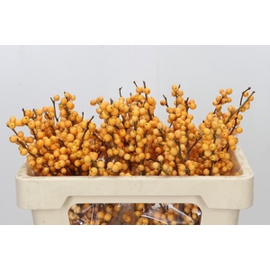Ilex Golden Verboom