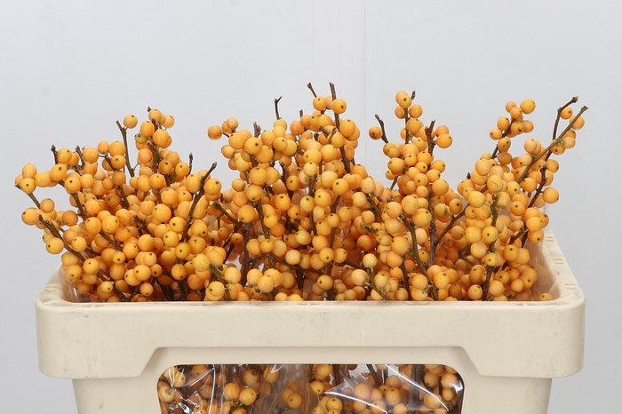 <h4>Ilex Golden Verboom</h4>