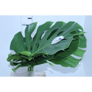 FOLHAGEM MONSTERA DELICIOSA 040 CM