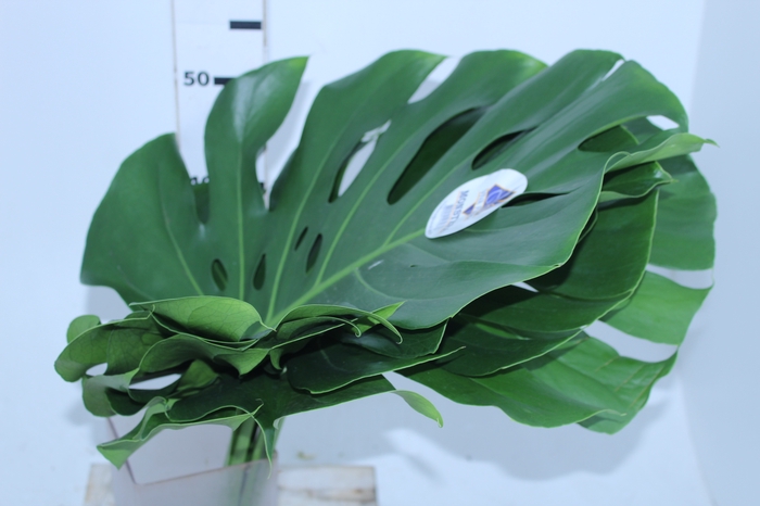 FOLHAGEM MONSTERA DELICIOSA 040 CM