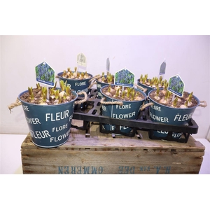 arr8 Arr Muscari In Zinken Pot