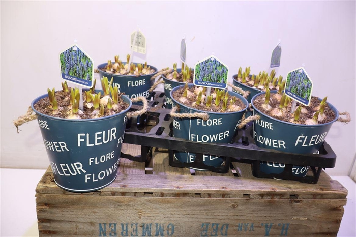 <h4>arr8 Arr Muscari In Zinken Pot</h4>
