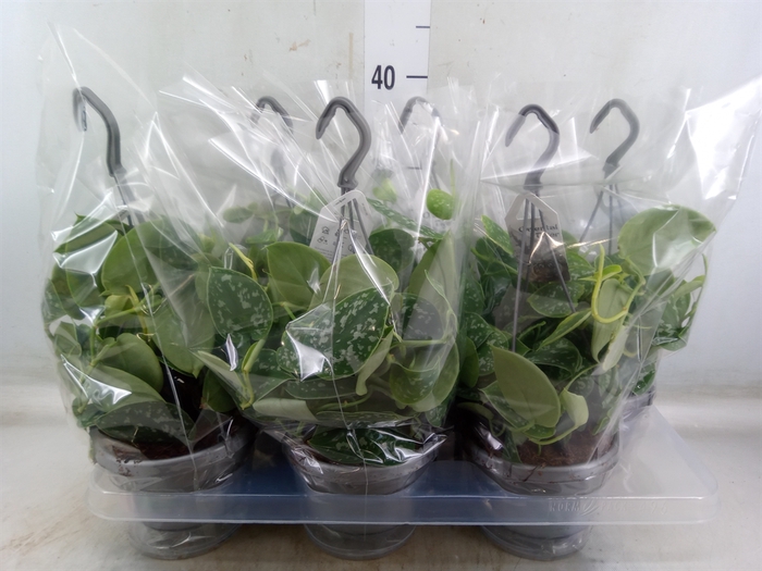 <h4>Scindapsus pictus 'Argyraeus'</h4>