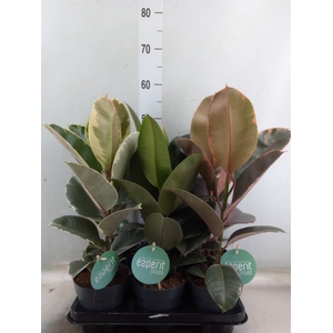 Ficus elastica   ...