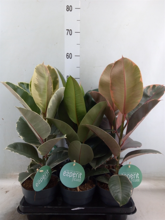 <h4>Ficus elastica   ...</h4>
