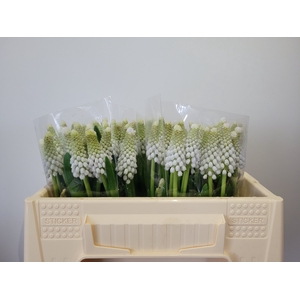 MUSCARI WHITE SPEAR