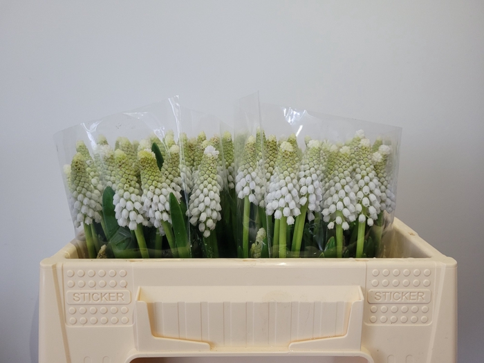 <h4>MUSCARI WHITE SPEAR</h4>