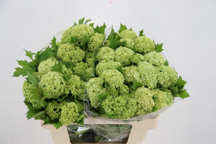 <h4>VIBURNUM ROSEUM BOS</h4>