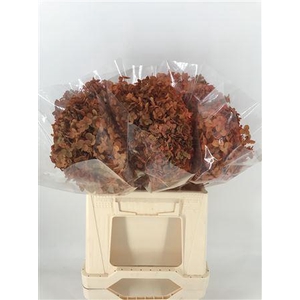 Dr Hydra Annab Stab Orange