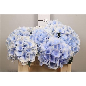 Hydr M Roy Grandeu B